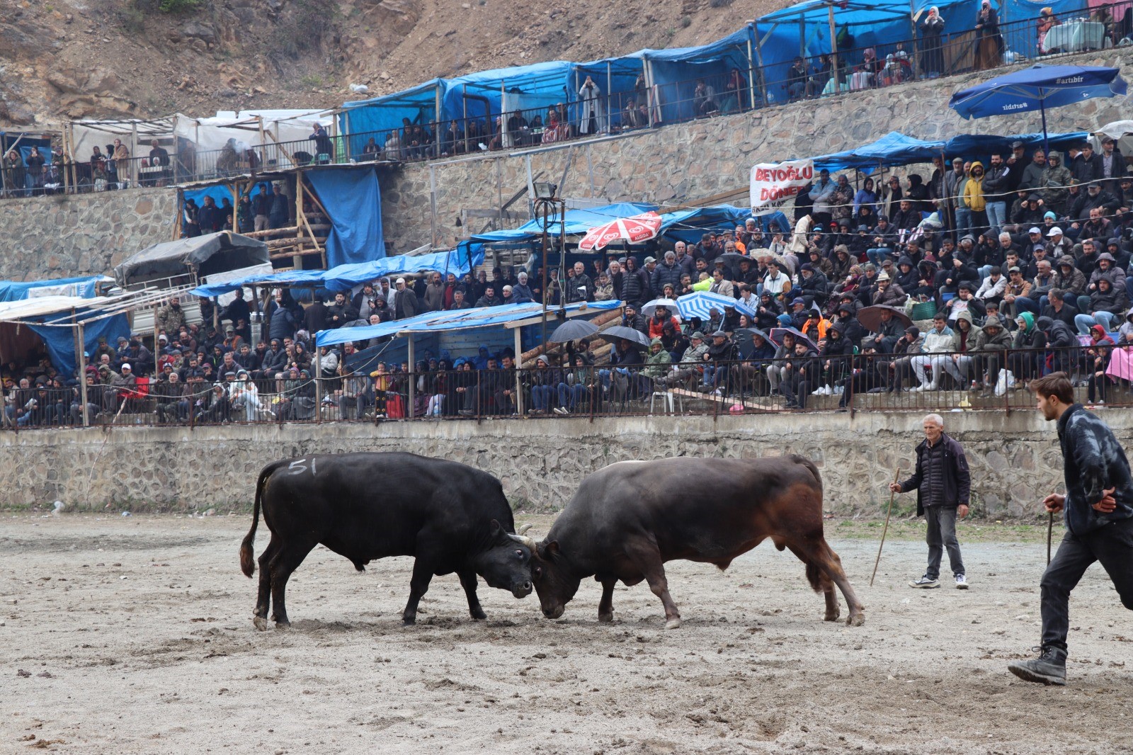 Artvin’de ilkbaharın habercisi: Boğa güreşleri başladı