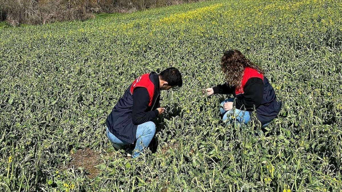 Trakya’da zirai don sonrası hasar tespit çalışmaları başladı!