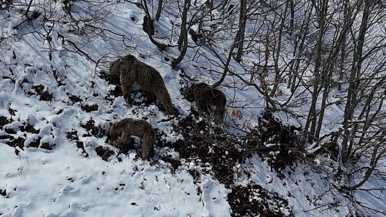 Tunceli'de kış uykusundan uyanan ayılar yiyecek aramak için köylere indi