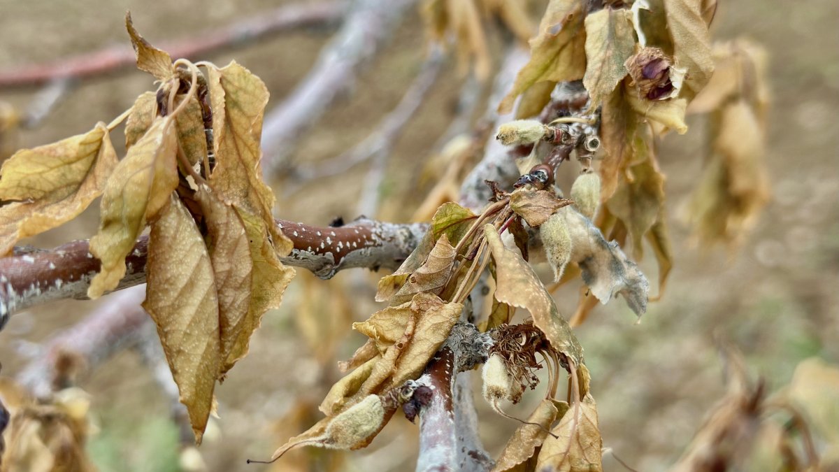 Malatya’da yakın tarihin en şiddetli zirai donu yaşandı