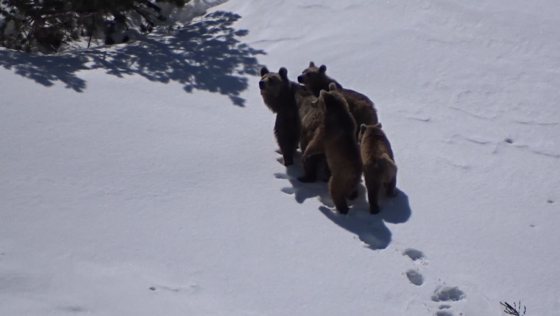 Kış uykusundan uyandılar: Anne ayı ve yavrusu yaylada görüldü