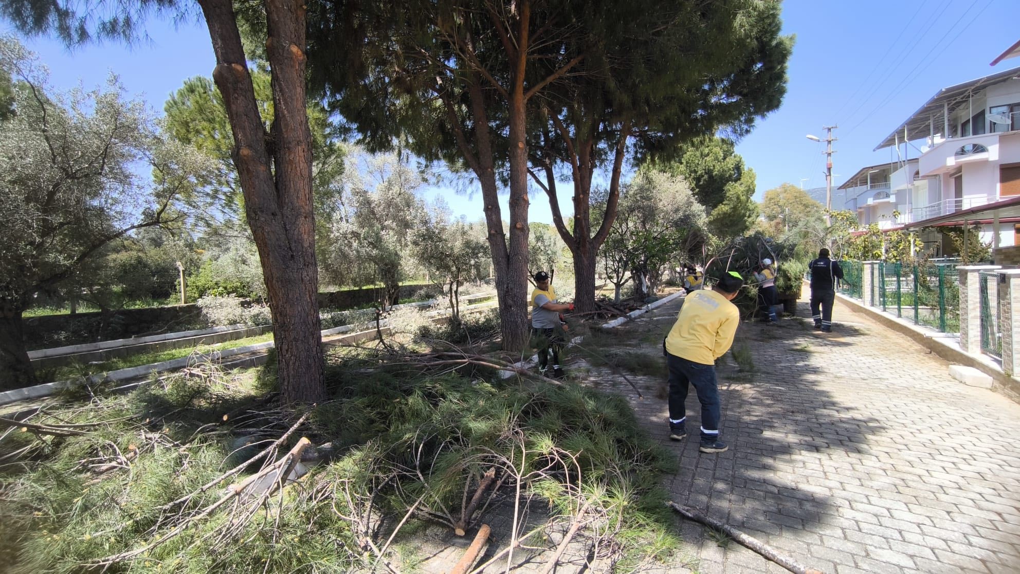 Didim’de çam ağaçları budandı