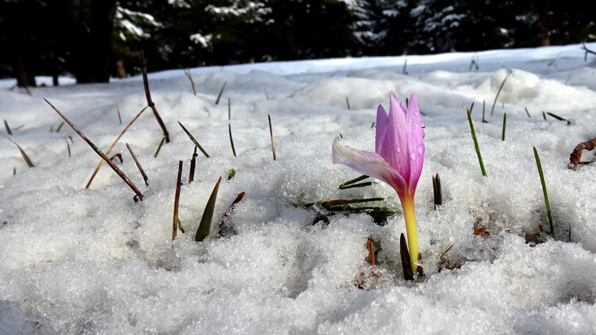 Kars'ta kar yağışı etkili oldu (20 Nisan 2025)