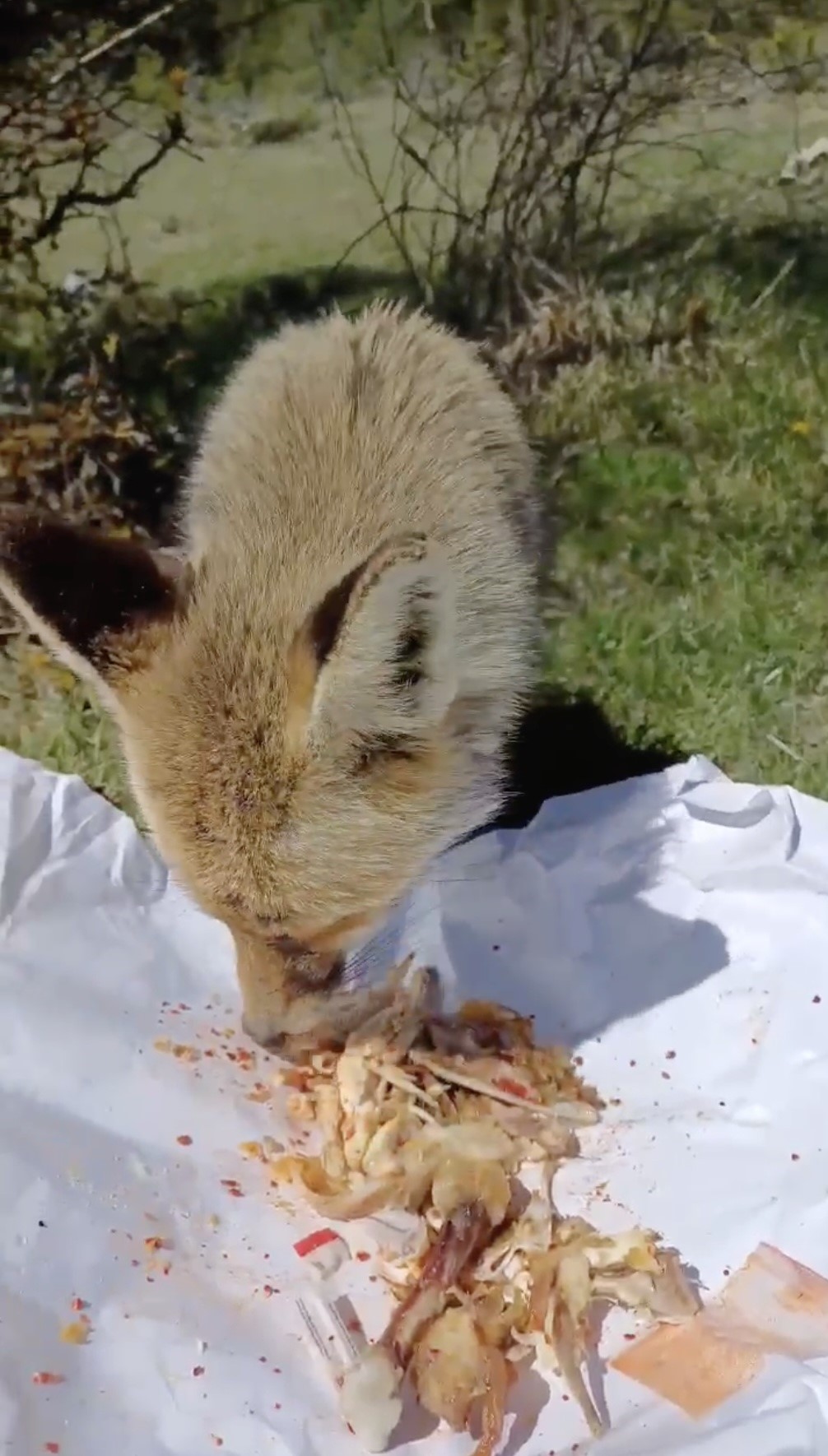 Piknikçiler, yanlarına gelen tilkiyi tavuk etiyle besledi