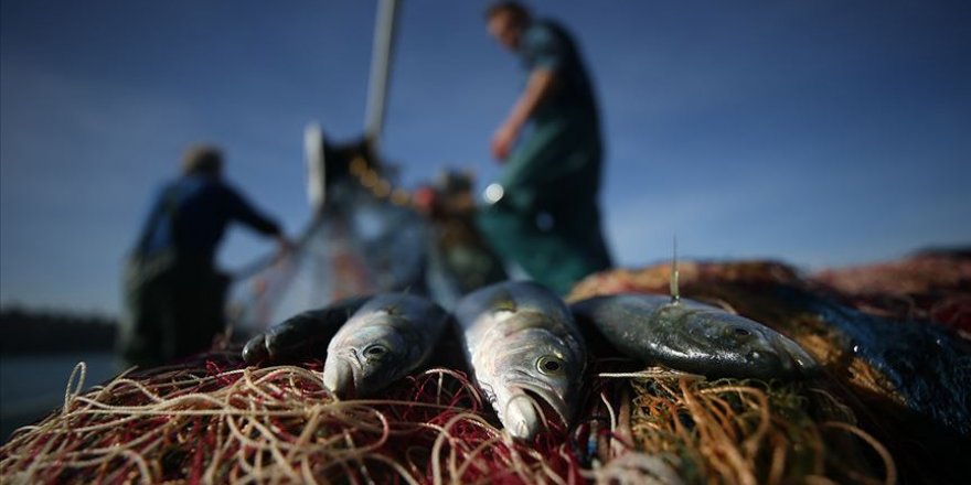 Balıkçılar bu yıl palamutta umduğunu bulamadı