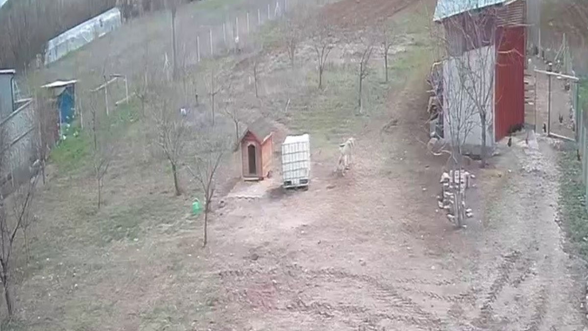 Kangal köpeğinin tavukları koruduğu anlar dikkat çekti!