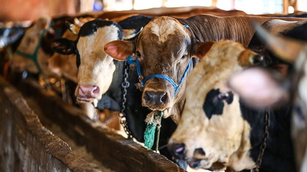 Fiyatlar belli olmaya başladı! Kilogramı 350 TL olarak belirlendi