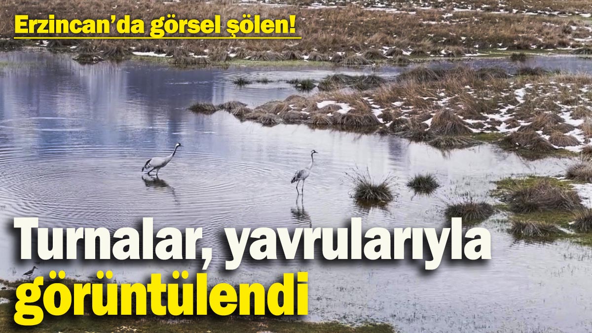 Erzincan’da görsel şölen! Ekşisu Sazlığı’nda turnalar, yavrularıyla görüntülendi