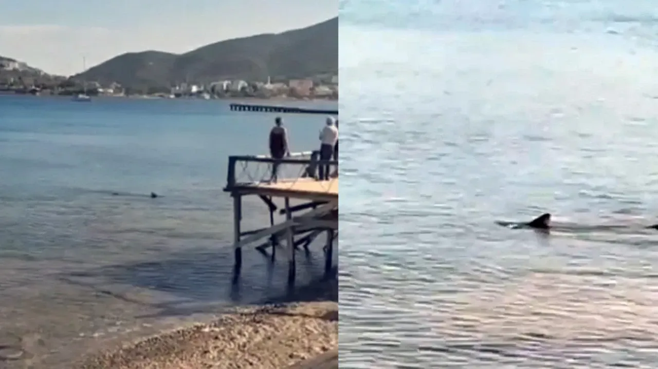 Datça’da köpek balığı alarmı