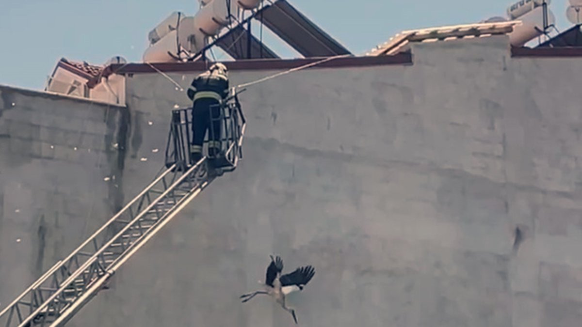 Muğla'da kabloya dolanan Leyleği itfaiye ekipleri kurtardı