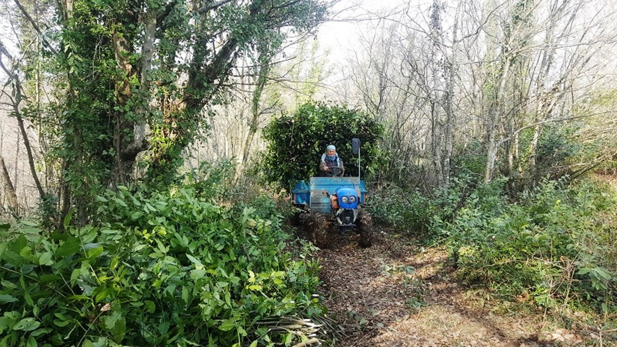 Samsun'da bu yıl bin 965 ton defne yaprağı üretilecek