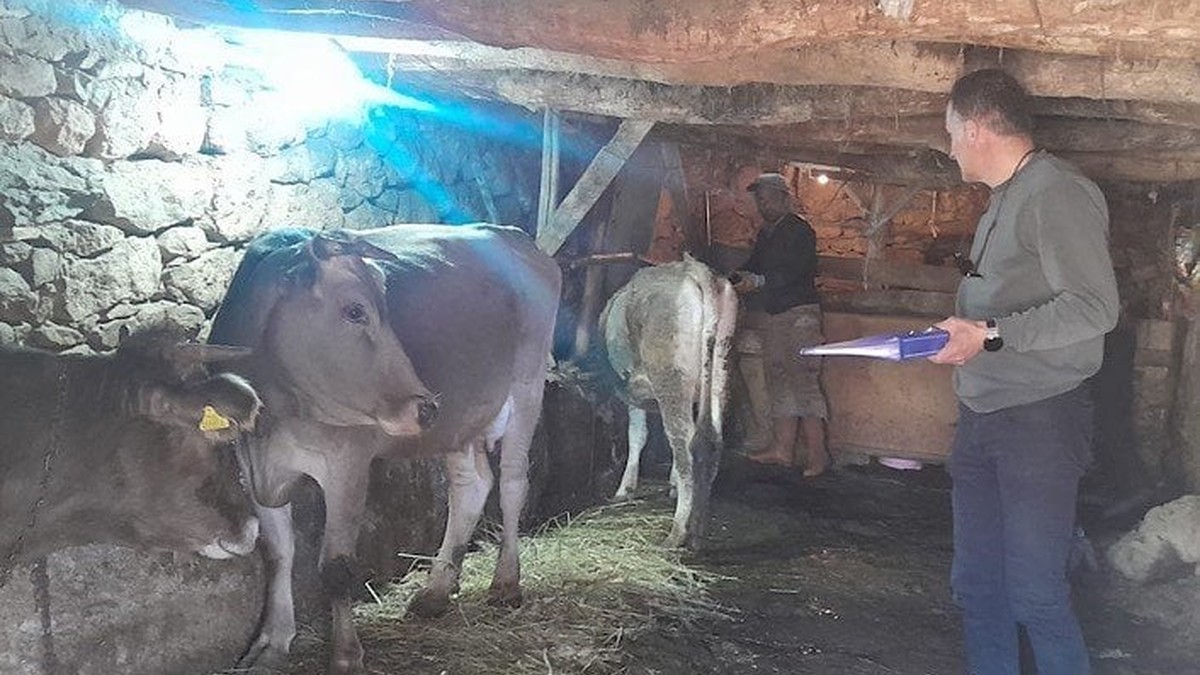 Yüksekova'da büyükbaş hayvanlarda kimliklendirme ve aşılama çalışmaları sürüyor