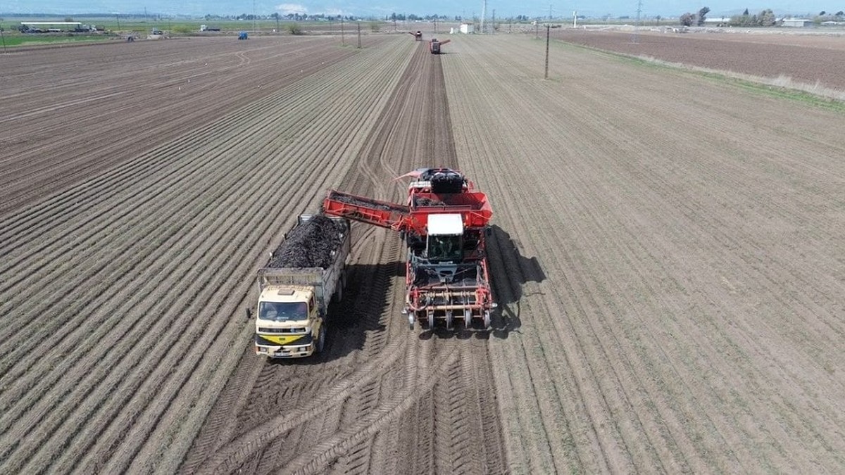 Amik Ovası'nda siyah havuçta rekolte artışı