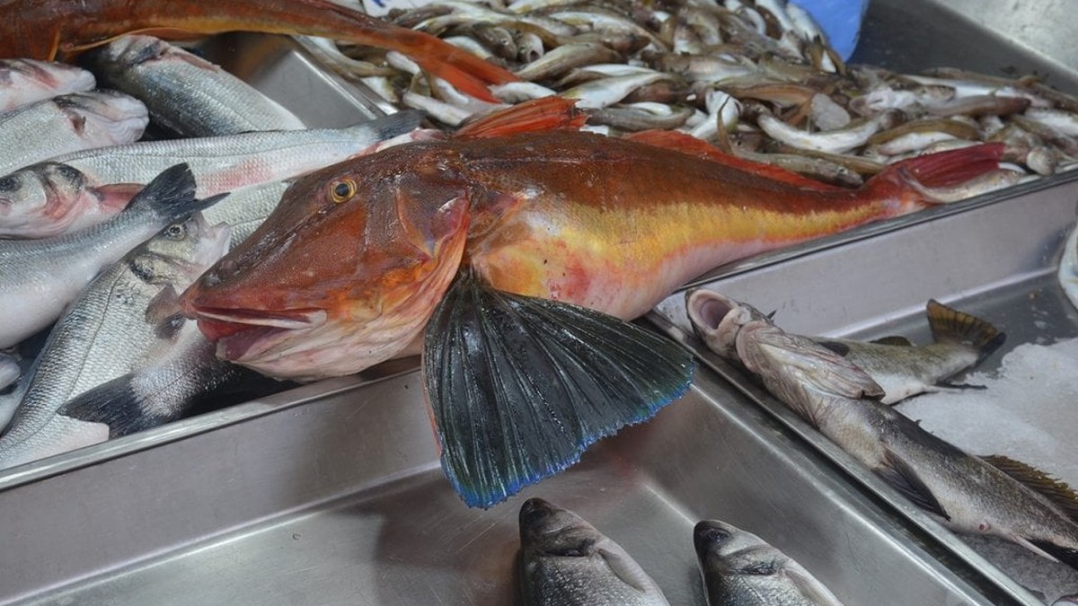 Sinop'ta 5 kiloluk kırlangıç balığı yakalandı