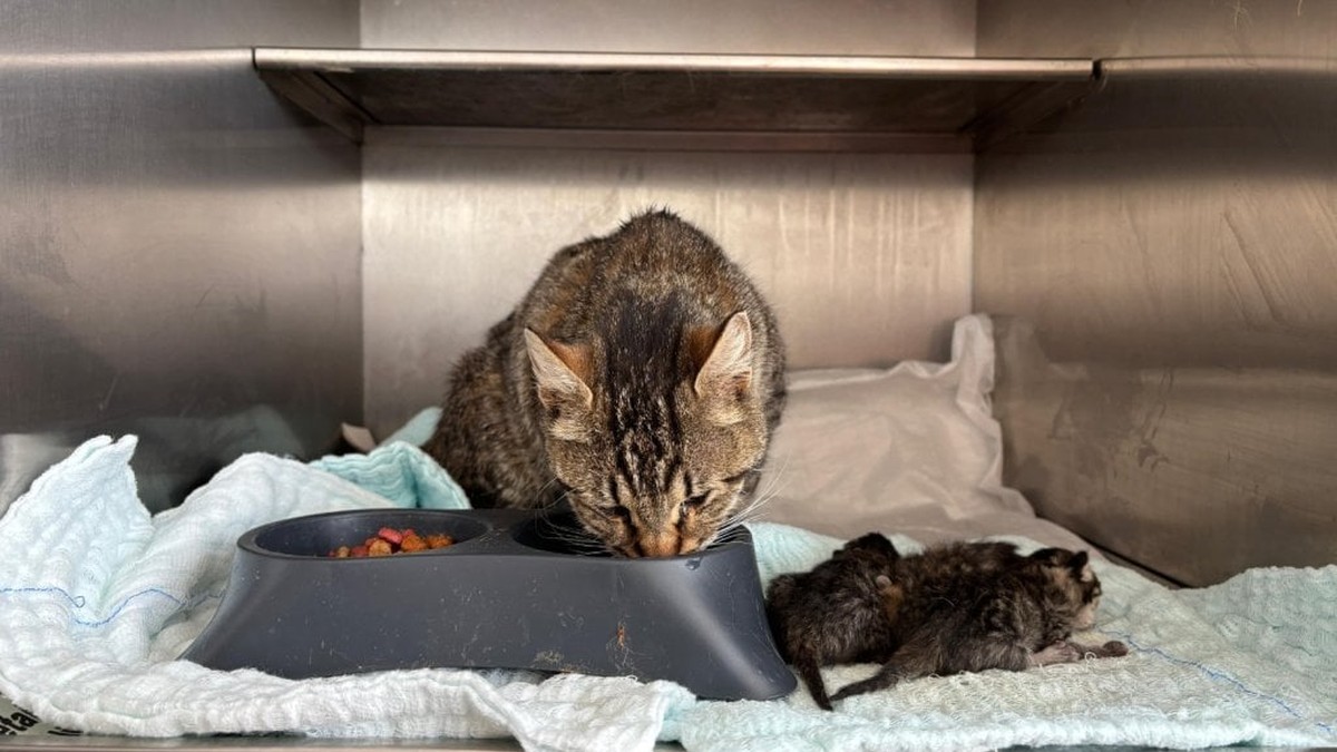 Bandırma'da hamile sokak kedisi kurtarıldı