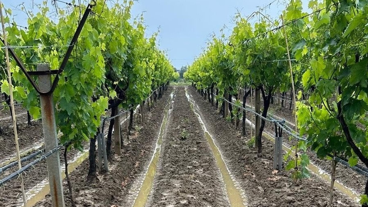 Salihli bağcılarına külleme ve mildiyö uyarısı