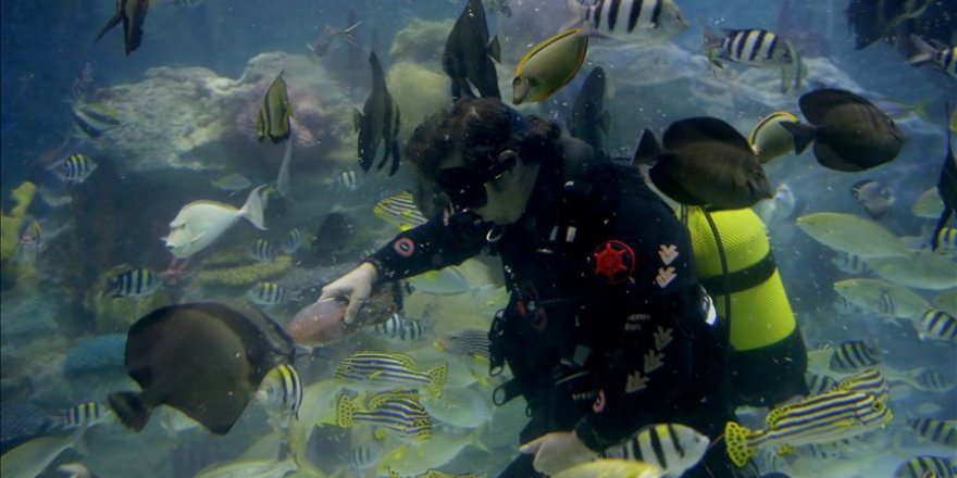 Akvaryum canlılarına bebek gibi bakıyorlar