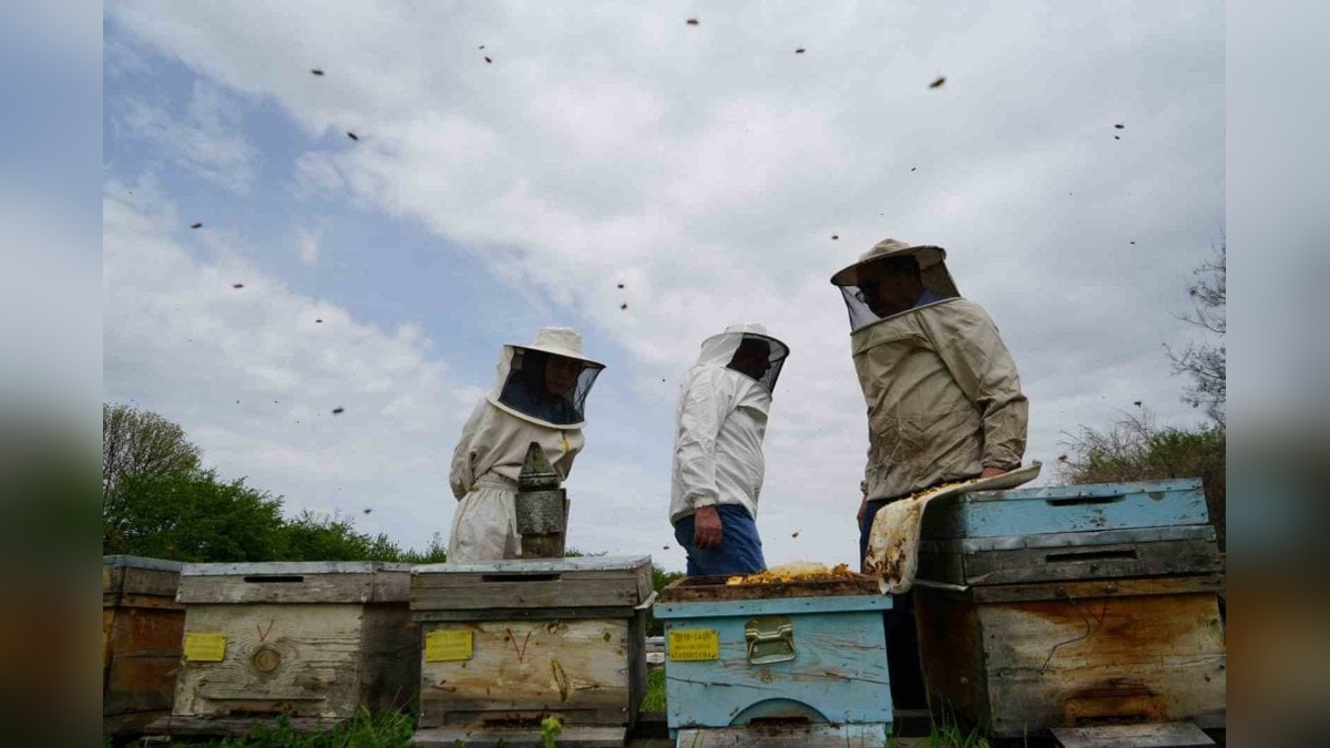 Erzincan arıları baharın müjdecisi oldu