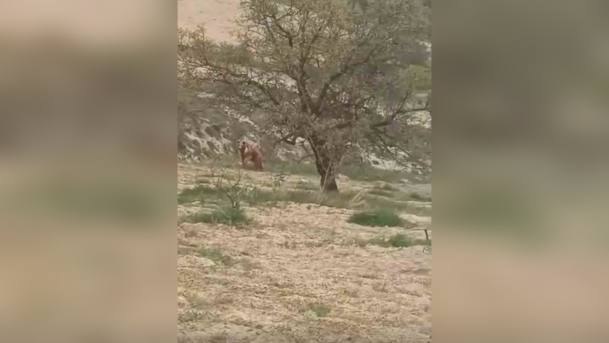 Ağın'da ayı üzüm bağlarına zarar verdi