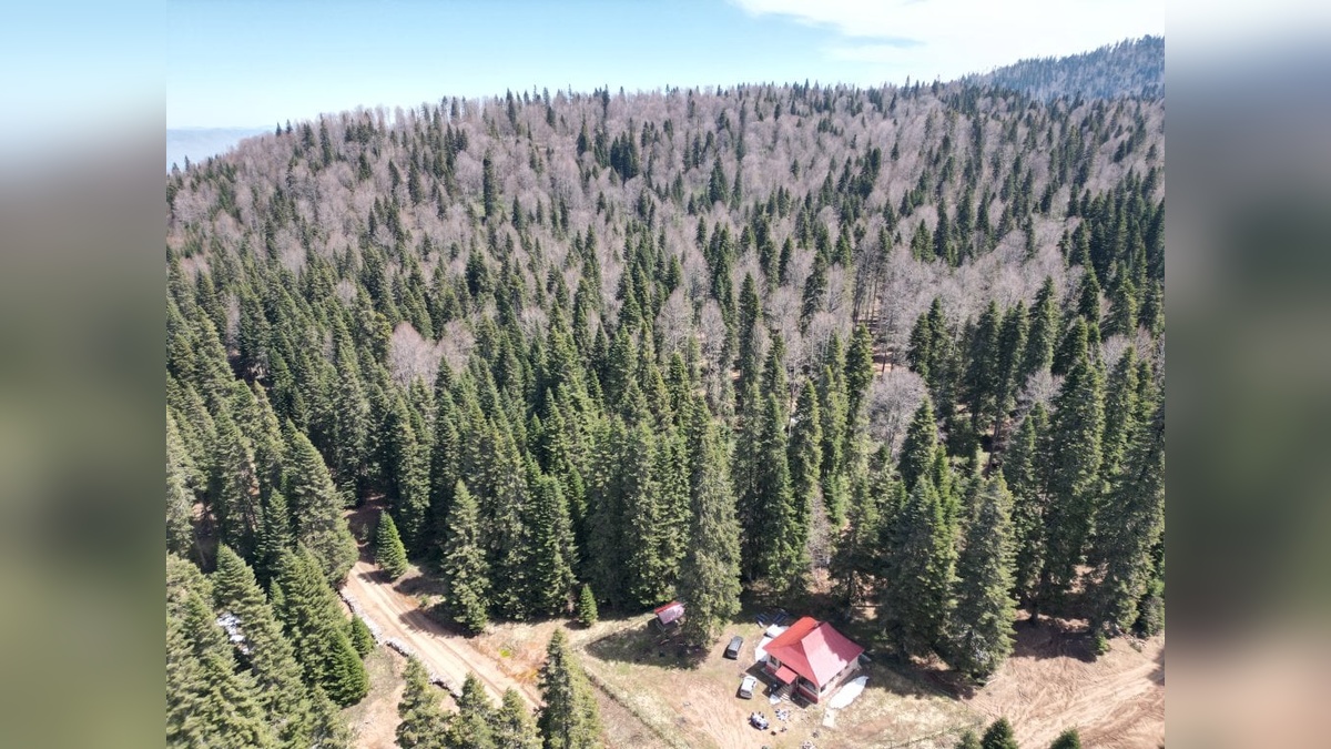 Bartın yaylaları baharla yeşerdi