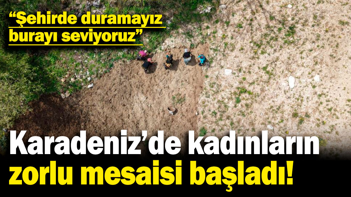 Karadeniz'de kadınların zorlu mesaisi başladı! "Şehirde duramayız burayı seviyoruz"