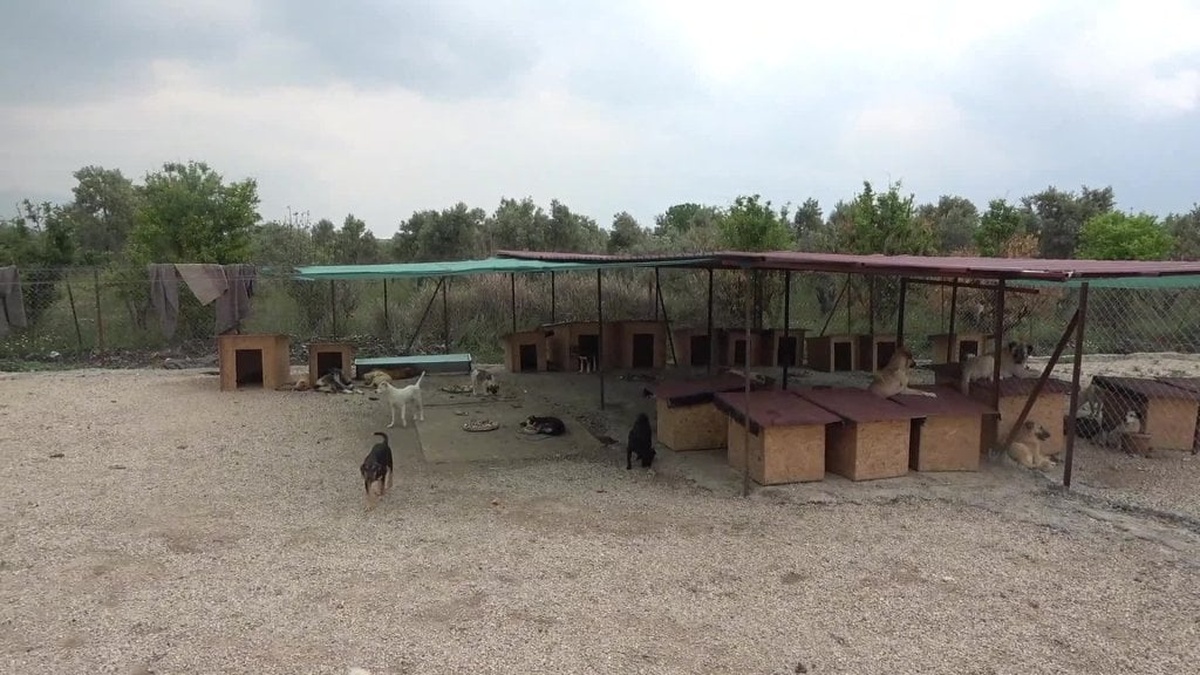 Osmaniye'deki Sokak Hayvanları Barınağı 129 Hayvana Bakım Sağlıyor