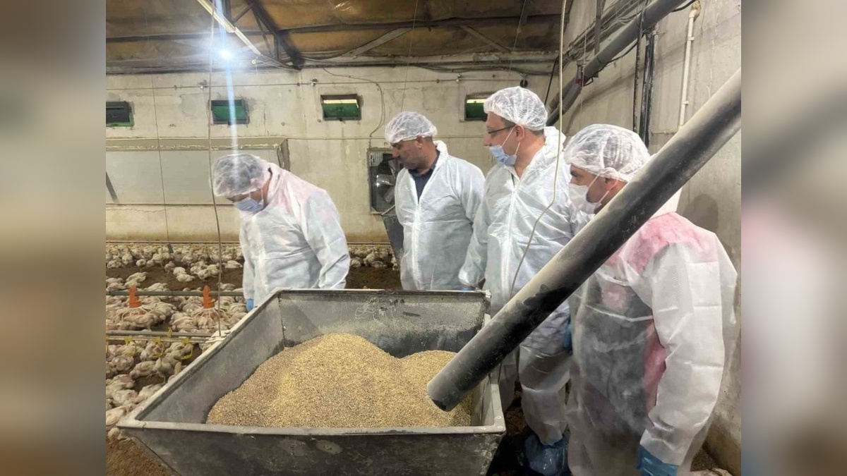 Erzincan'da 40 işletmede broiler yetiştiriciliği sürüyor