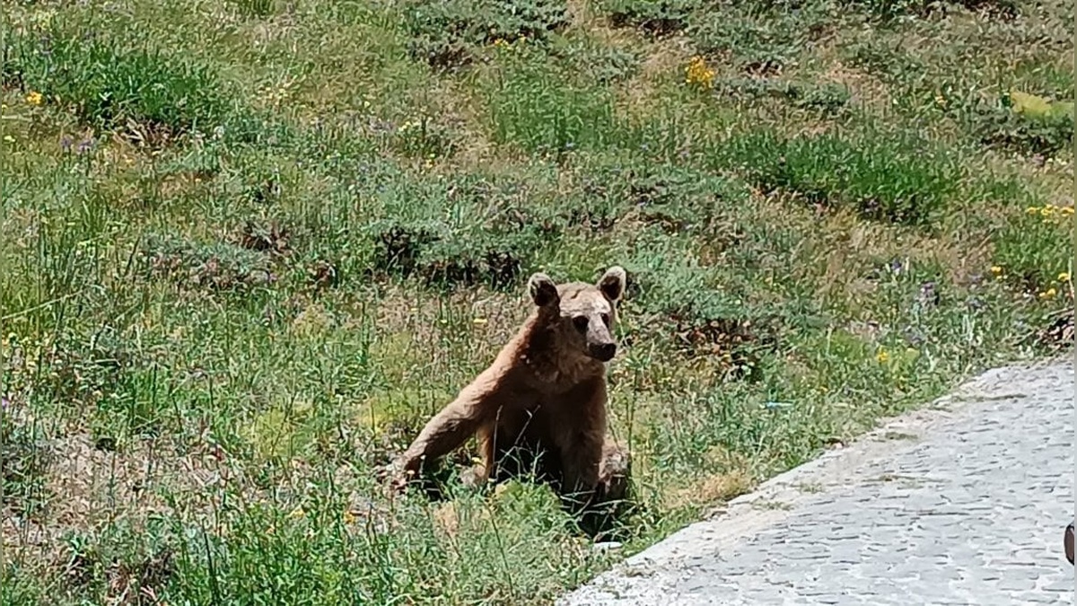 Nemrut Krater Gölü'ne gidenlere ayı uyarısı