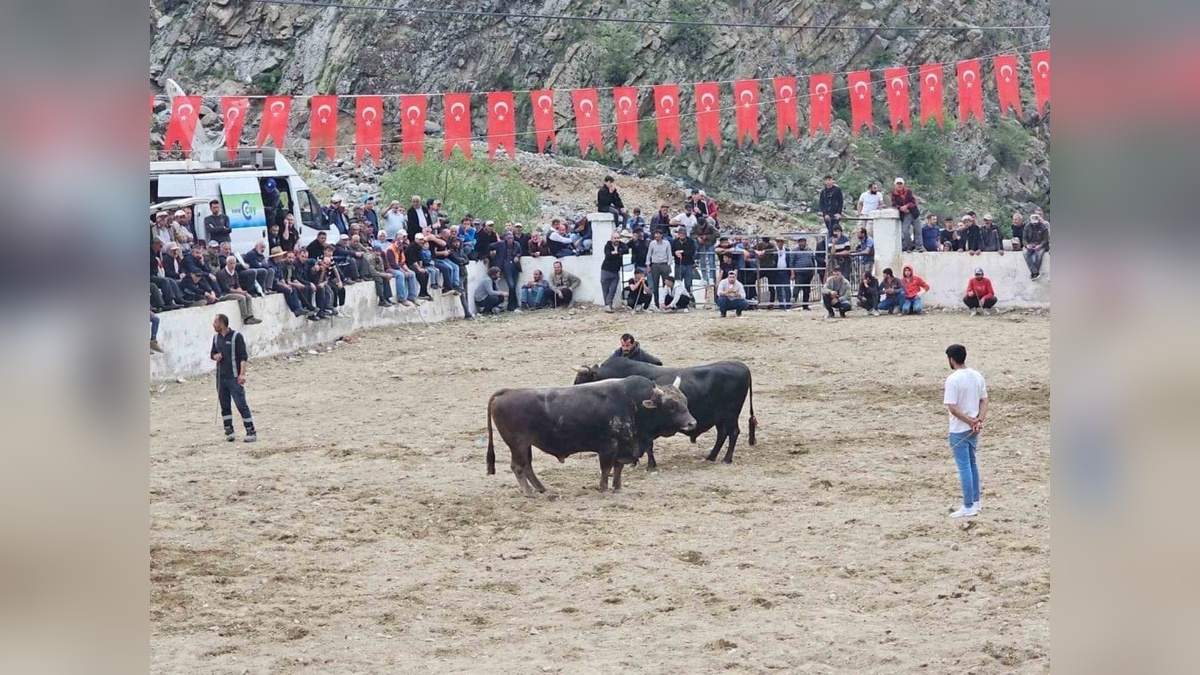İspir'de boğa güreşlerinde kavga