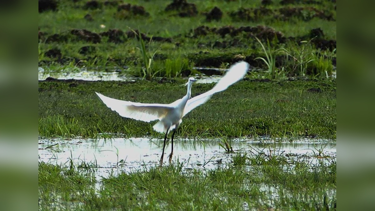 Bitlis'in Doğasında Baharın Canlanması: Kuş Sürülerinin Dönüşü