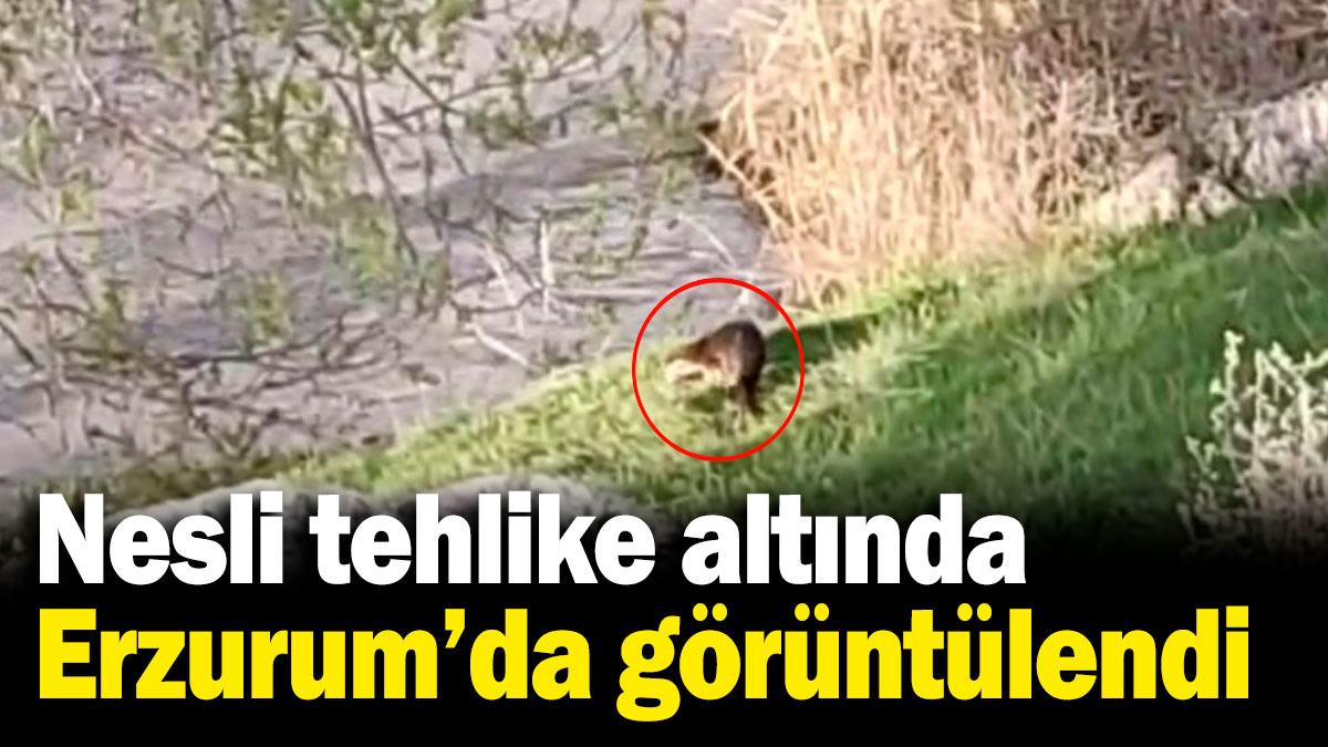 Nesli tehlike altında, Erzurum'da görüntülendi!