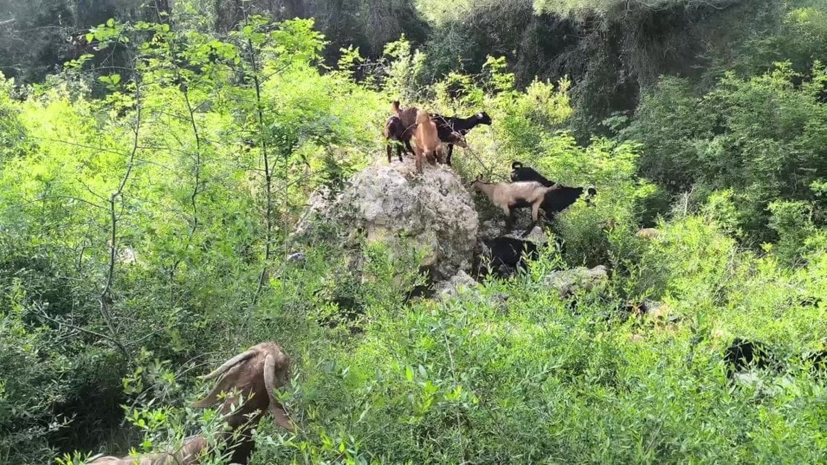 Osmaniye'de Kurbanlık Fiyatları Yükseliyor, Besiciler Dert Yanıyor