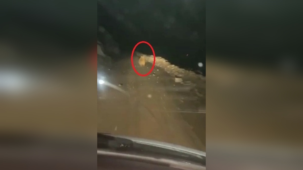 Develi'de Ayı, 20 Arı Kovanını Parçaladı