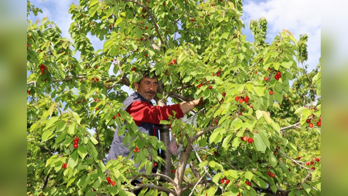 Oltu'da 'Misafir Kirazı' Hasadı Başladı