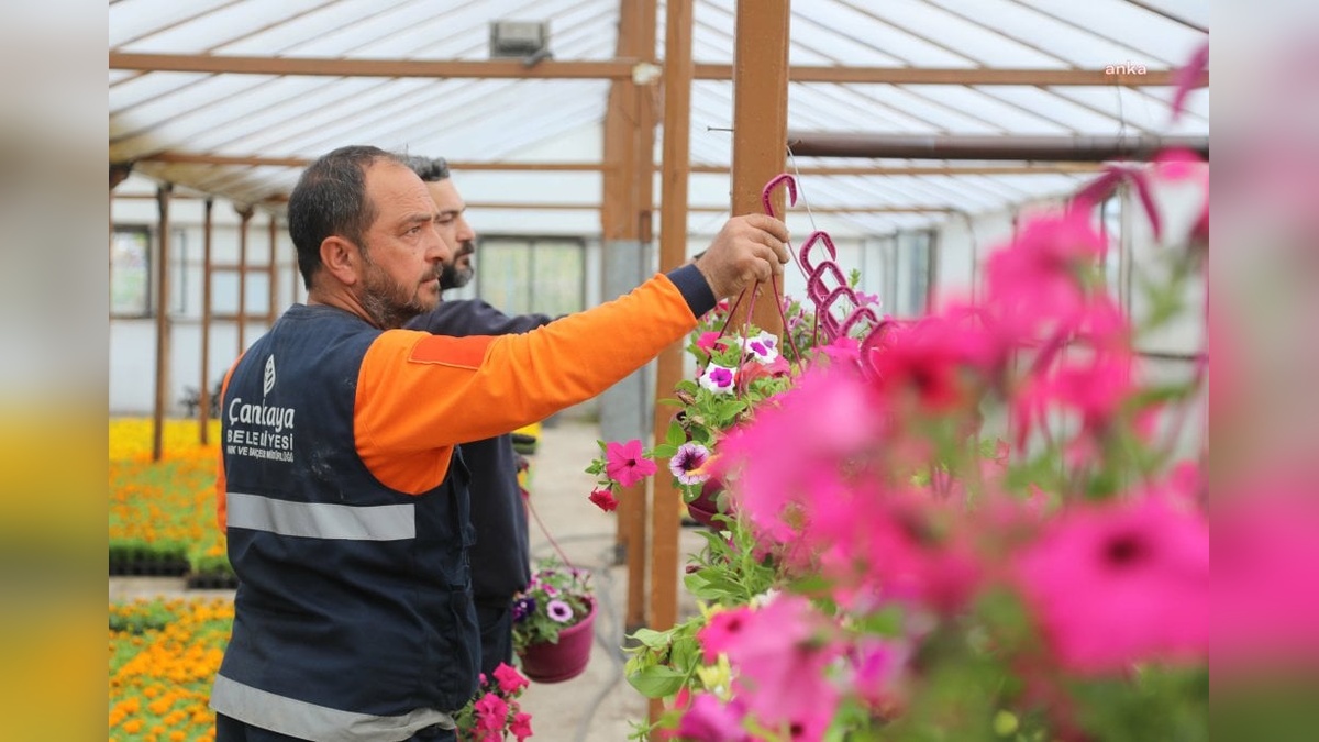 Çankaya Belediyesi 200 Bin Yazlık Çiçek Üretimi Tamamladı