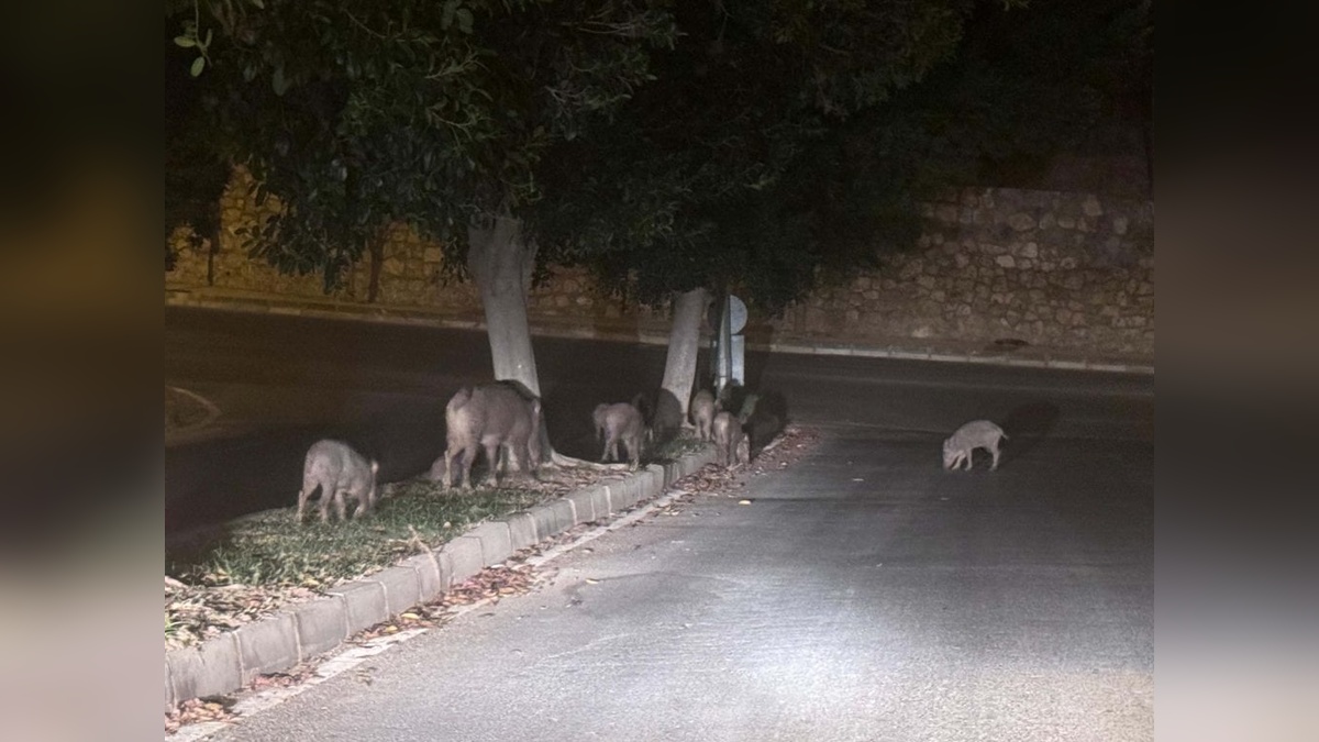Muğla'da Yaban Domuzu Sorununa Karşı Tedbirler Alındı