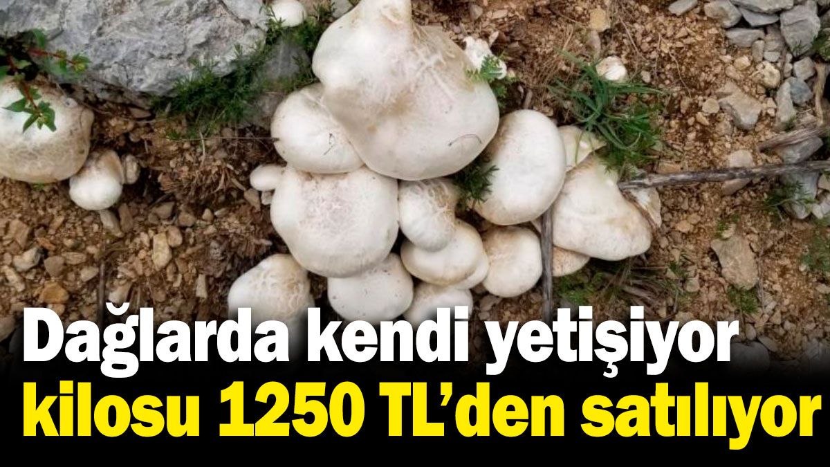Dağlarda kendiliğinden yetişiyor, kilosu bin 250 TL'den satılıyor