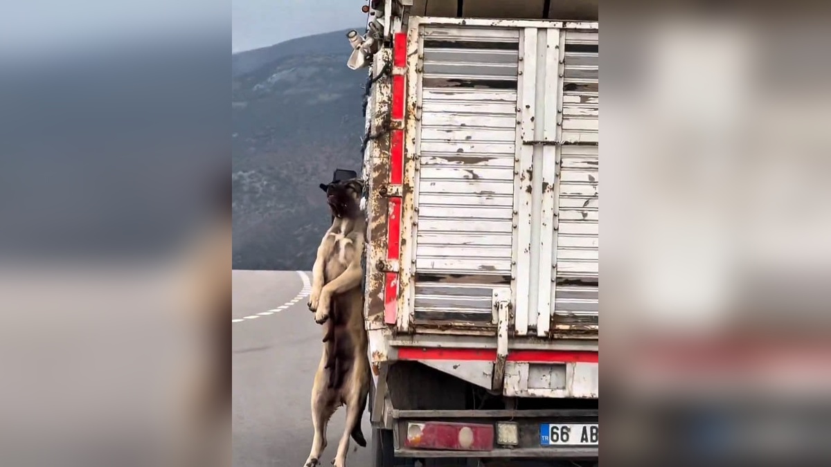 Yozgat'ta Kasasında Köpek Olan Kamyonet Sürücüsüne Adli İşlem