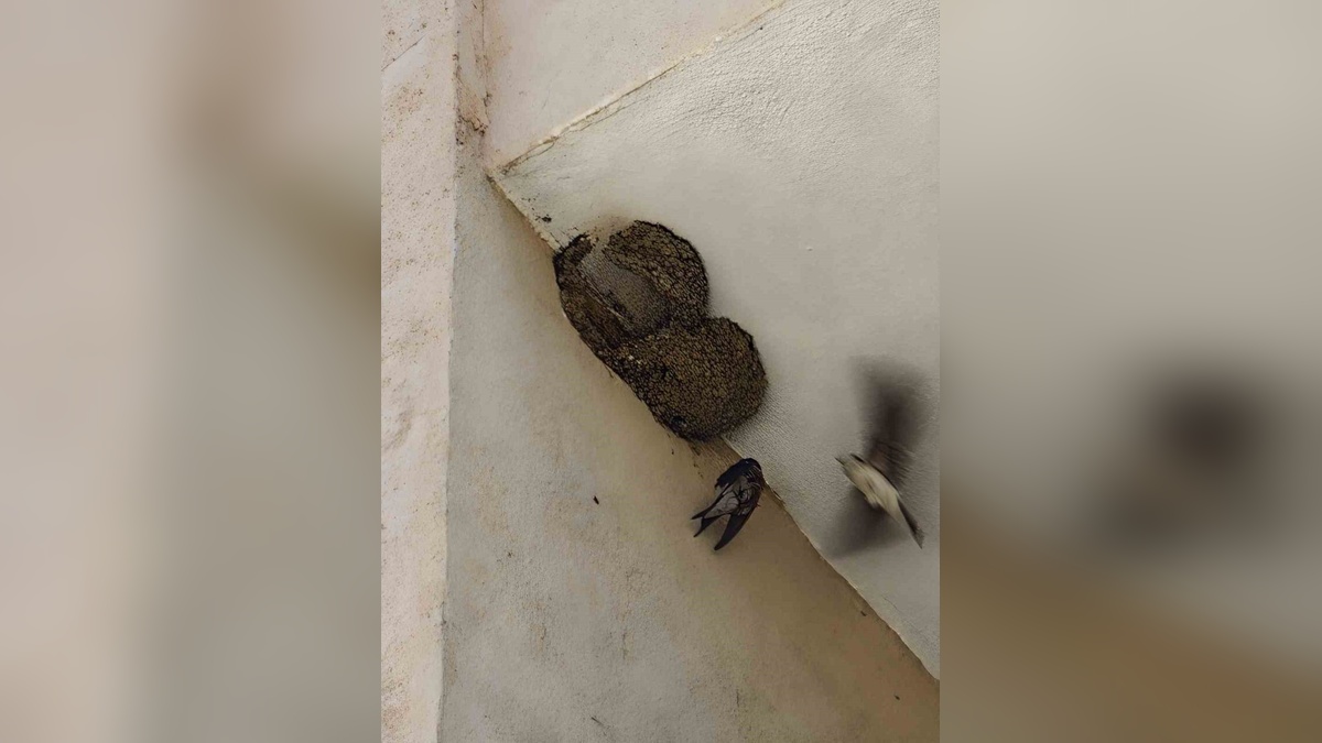 Bilecik'te İtfaiye, İpe Takılan Kırlangıcın Kurtarılmasına Yardımcı Oldu