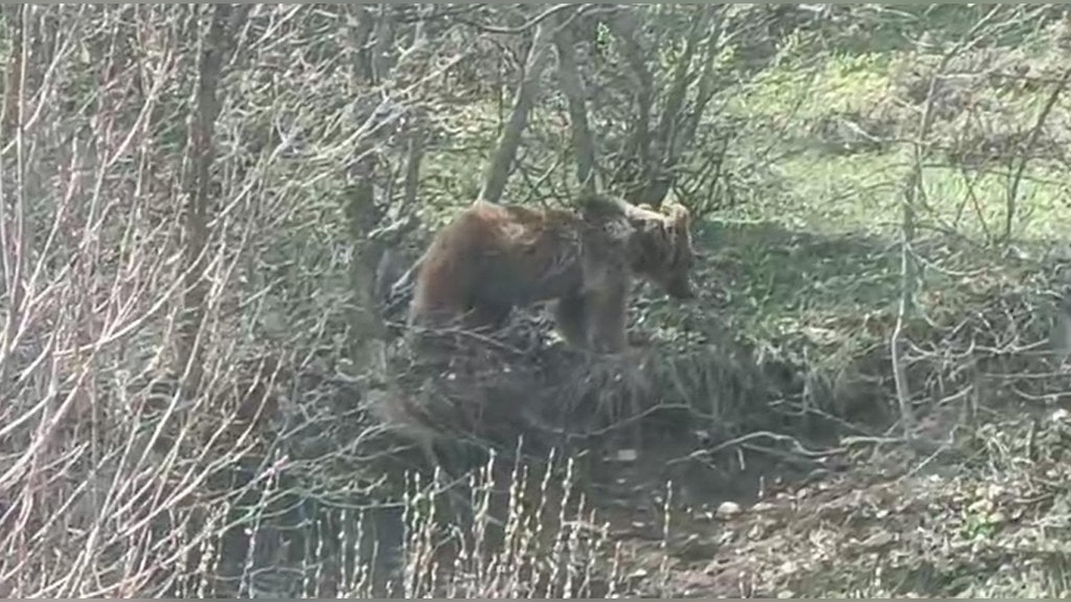 Tokat-Sivas yolunda ayı görüntülendi