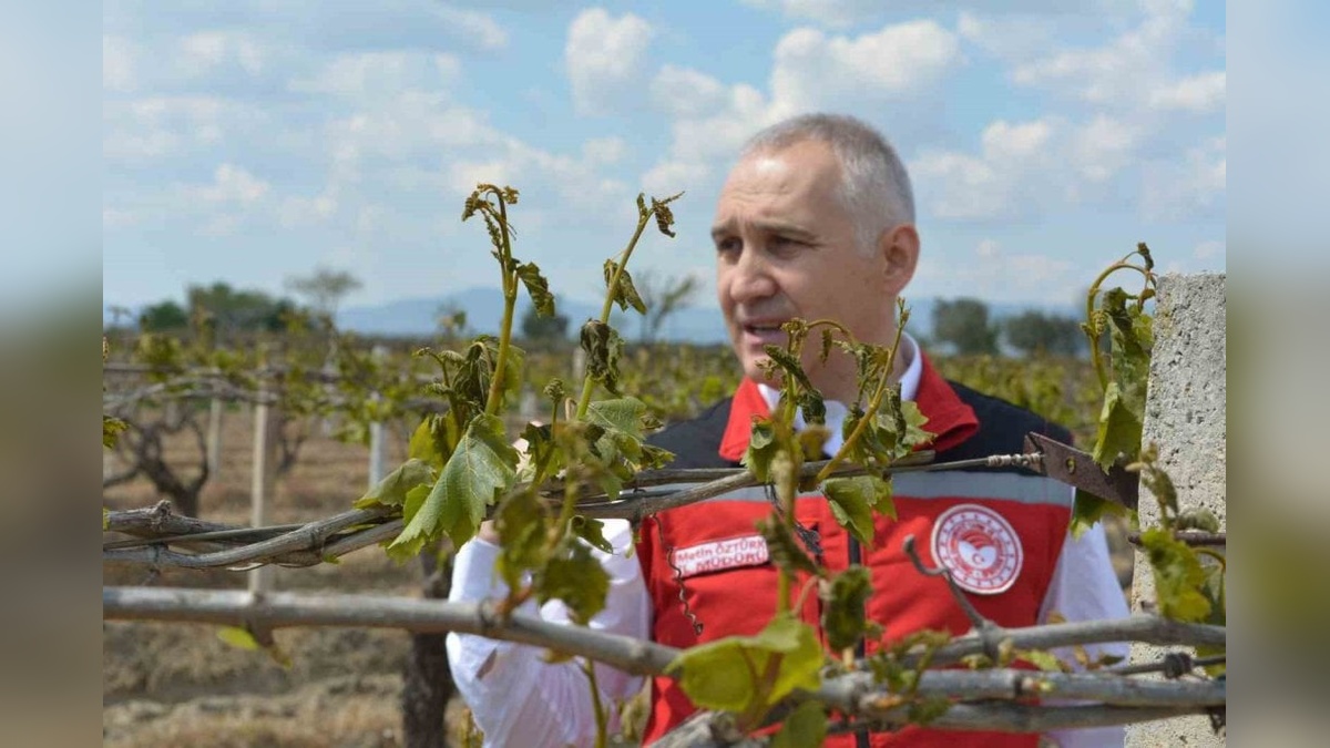 Manisa'da Zirai Don Zararına Karşı Bağlarda Yapılması Gerekenler Açıklandı
