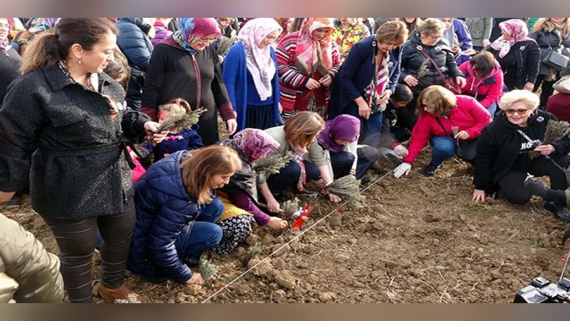 İzmit Kadın Kooperatifi, 23 bin lavantayı toprakla buluşturdu