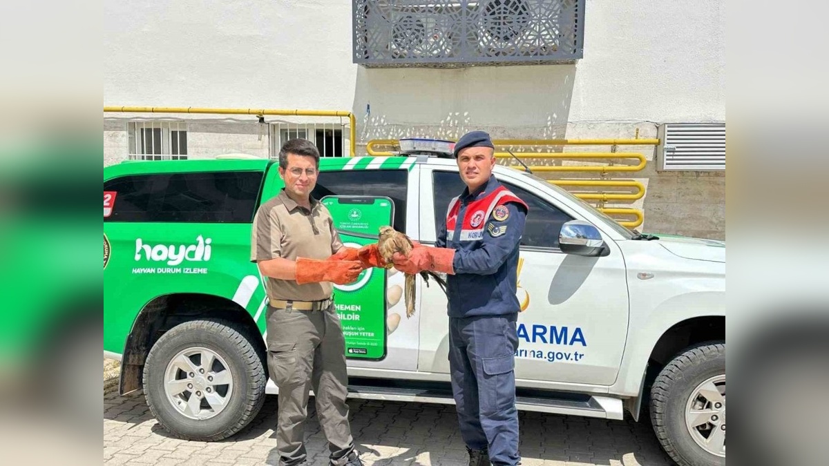 Kilis'te Yaralı Kızıl Şahin Kurtarıldı