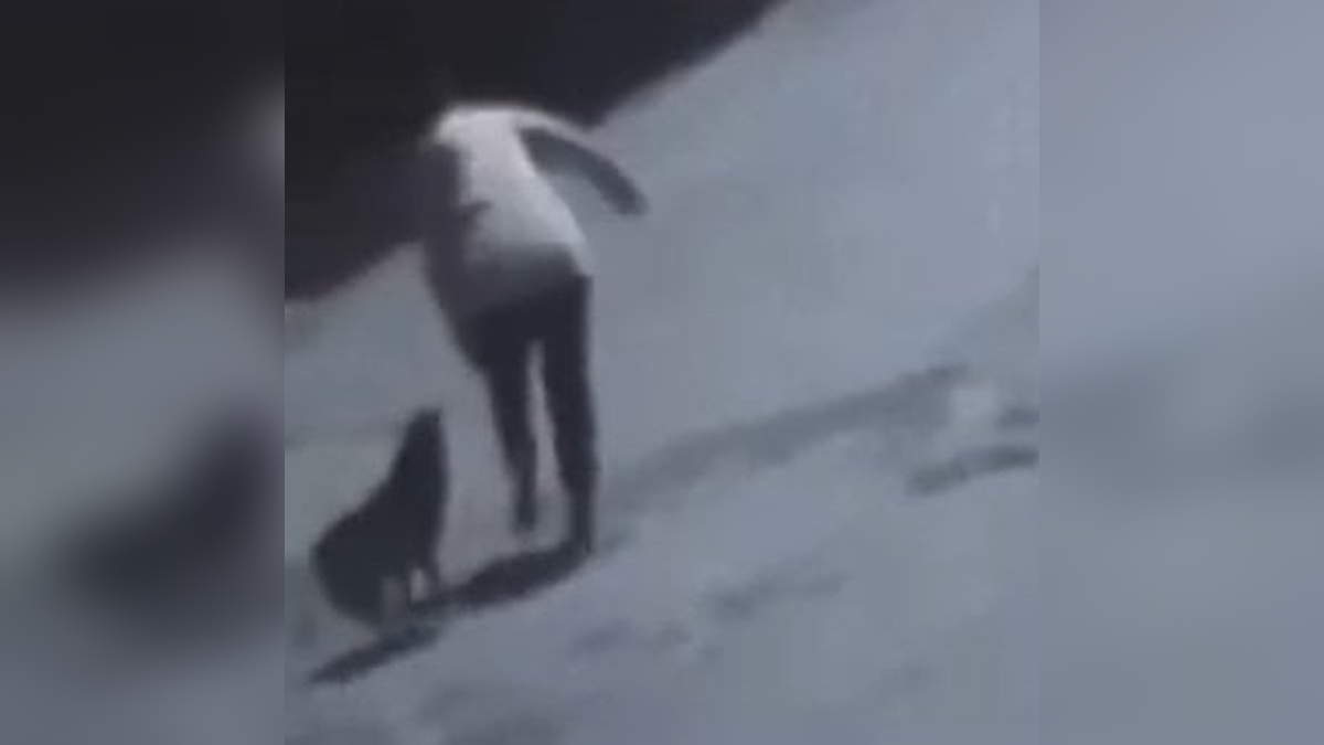 Sokak Köpeği Saldırısı Güvenlik Kamerasına Yansıdı