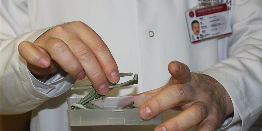 Zeytin yaprağı özütünün tip 2 diyabete etkisi kanıtlandı