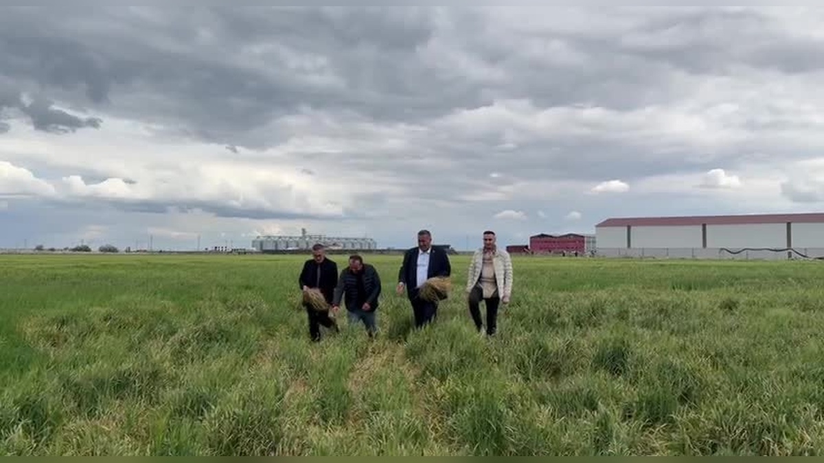 Gürer, zirai dondan zarar gören arpa üreticilerini ziyaret etti