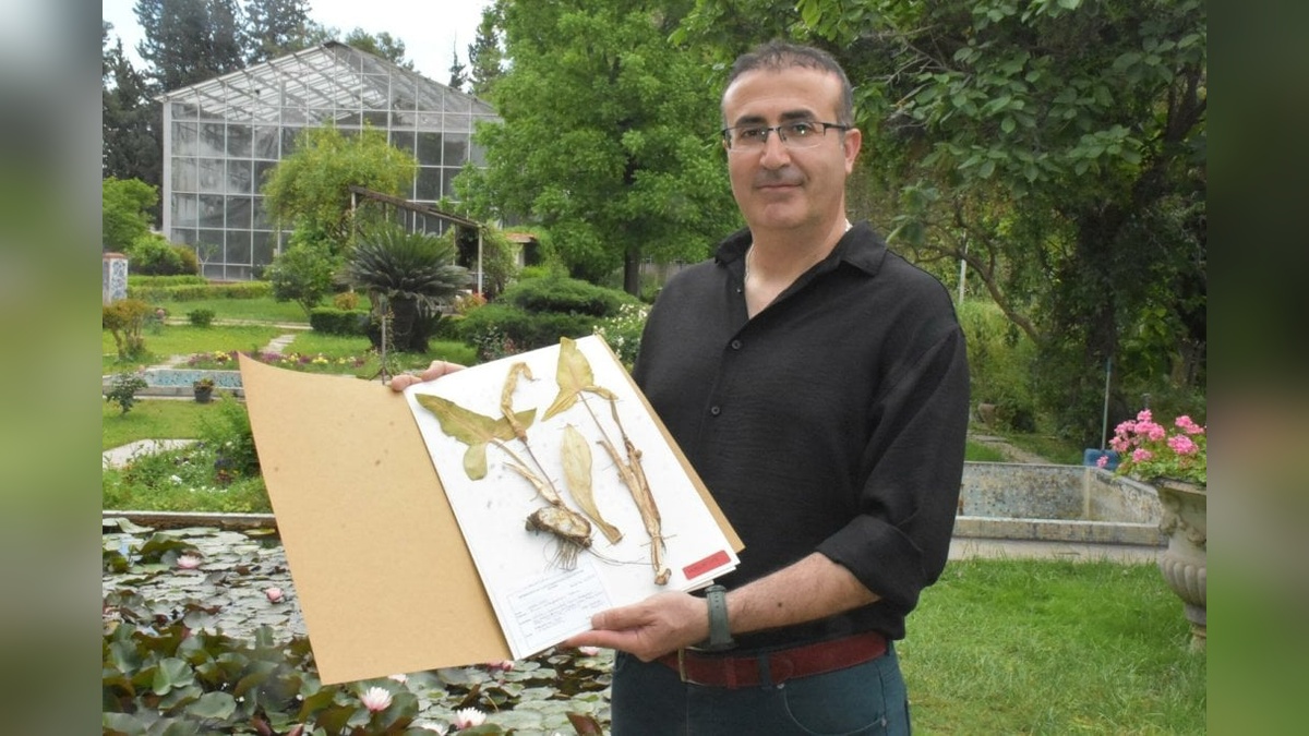Hatay'da yeni yılanyastığı türü keşfedildi: Arum milleyhanum