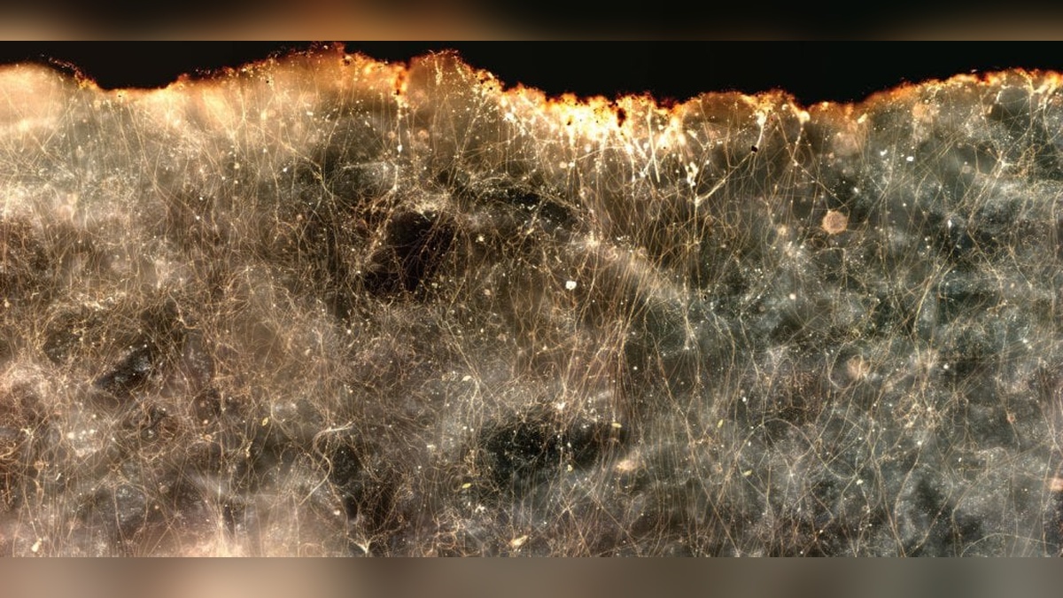 Oregon sahillerinde elektrik ileten yeni bakteri türü keşfedildi