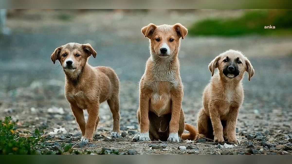 AYM, sahipsiz hayvanlar kanununda değişikliğin iptalini yarın görüşecek