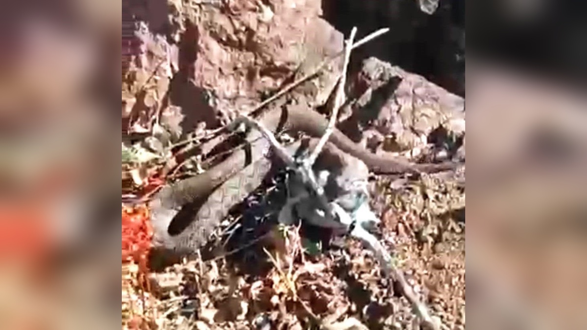 Erek Dağı'nda radde engerek yılanı görüntülendi